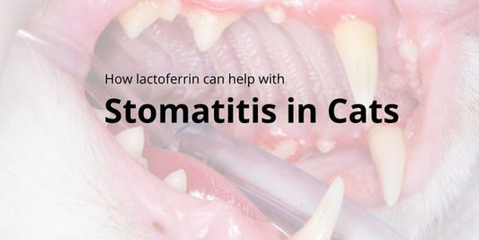 Lactoferrin for Stomatitis in Cats - Lactoferrin Co.